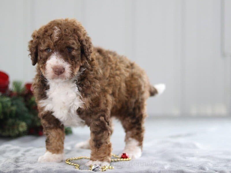 The Alexander-Pepperoni F1b Bernedoodle litter — F1b Bernedoodle puppies at Blessed Hope Kennels in Kentucky.