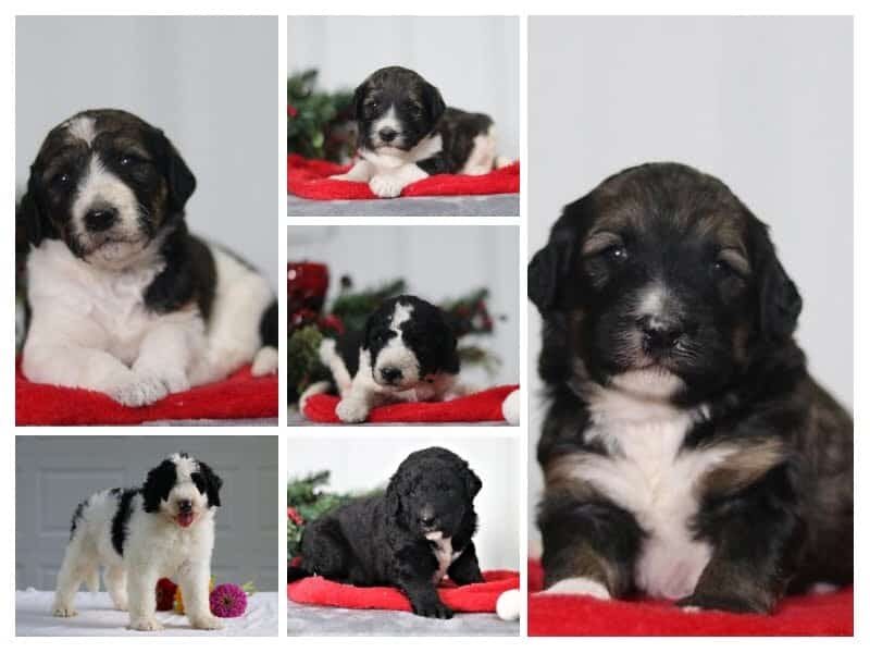 The Rollo-Brianna F1b Bernedoodle litter — F1b Bernedoodle puppies at Blessed Hope Kennels in Kentucky.