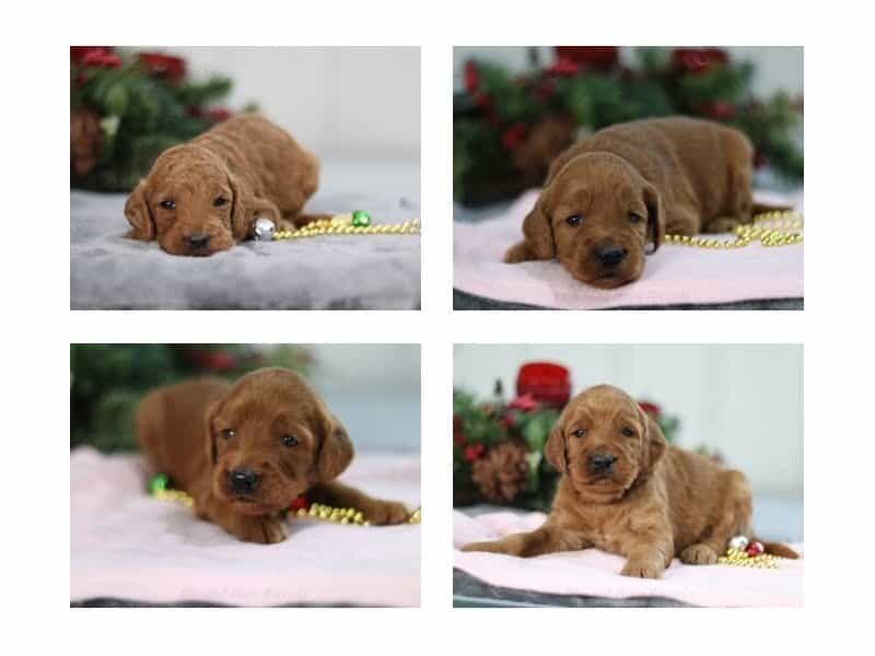 The Professor-Belle F1b Goldendoodle litter — F1b Goldendoodle puppies at Blessed Hope Kennels in Kentucky.