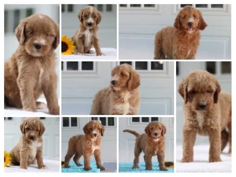 The Lance-Marylin F1b Goldendoodle litter — F1b Goldendoodle puppies in Kentucky.