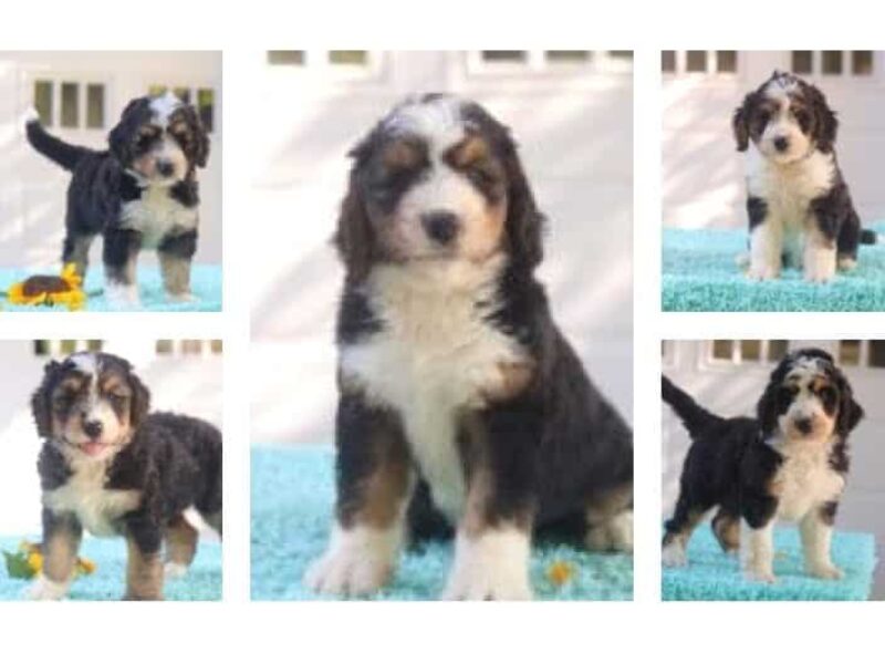 The Captain-Percy F1 Bernedoodle litter — F1 Bernedoodle puppies in Kentucky.