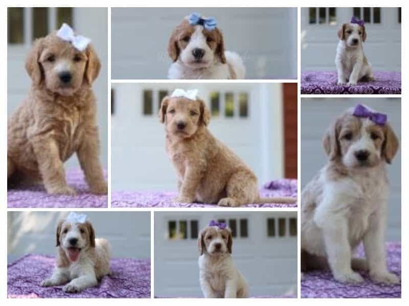 The Sergeant-Jassie F1b Goldendoodle litter — F1b Goldendoodle puppies in Kentucky.
