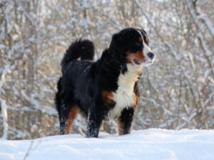 Butterscotch, our Bernese Mountain Dog dam at Blessed Hope Kennels