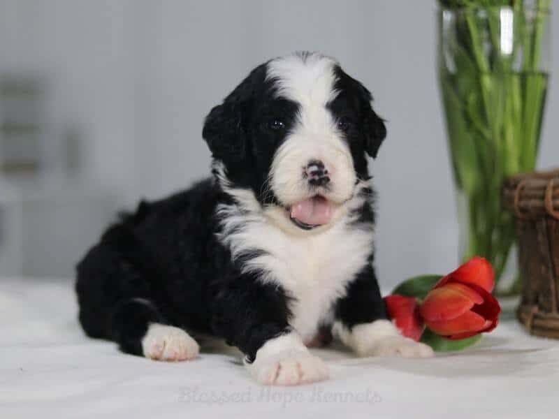 Baldwin, a F1 Bernedoodle puppy in Kentucky.