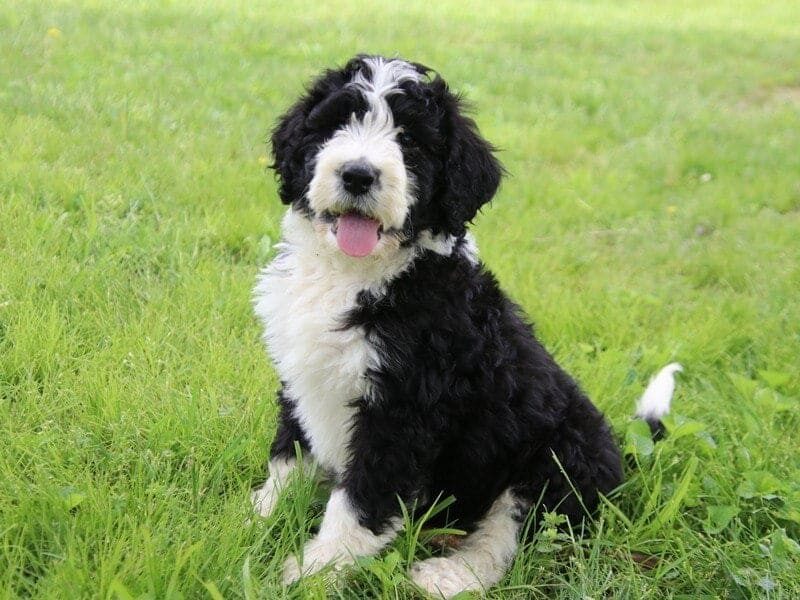 Bannon, a F1 Bernedoodle puppy at Blessed Hope Kennels in Kentucky.