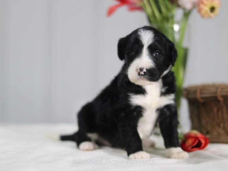 Barbara, a F1 Bernedoodle puppy in Kentucky.