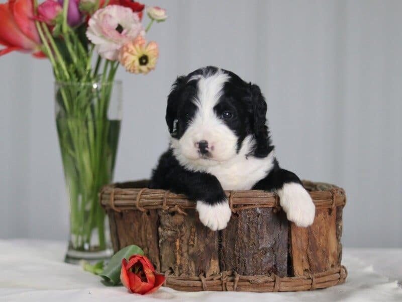 Barclay, a F1 Bernedoodle puppy in Kentucky.