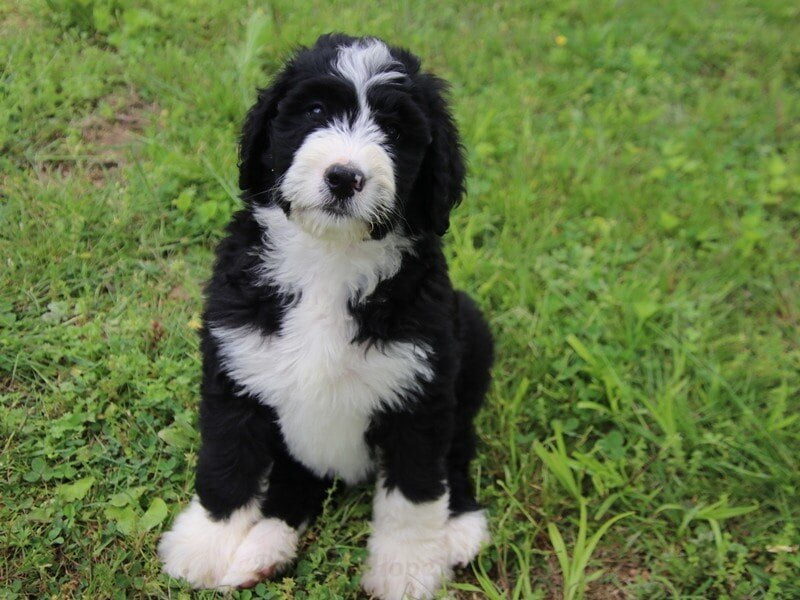Baylin, a F1 Bernedoodle puppy at Blessed Hope Kennels in Kentucky.