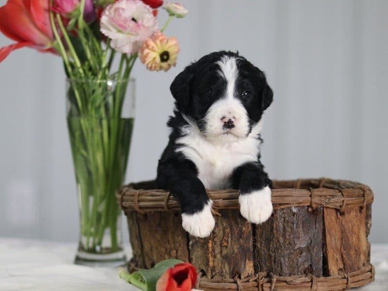 Bedelia, a F1 Bernedoodle puppy at Blessed Hope Kennels in Kentucky.