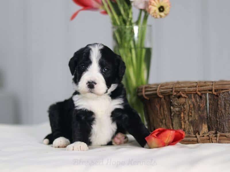Belah, a F1 Bernedoodle puppy in Kentucky.