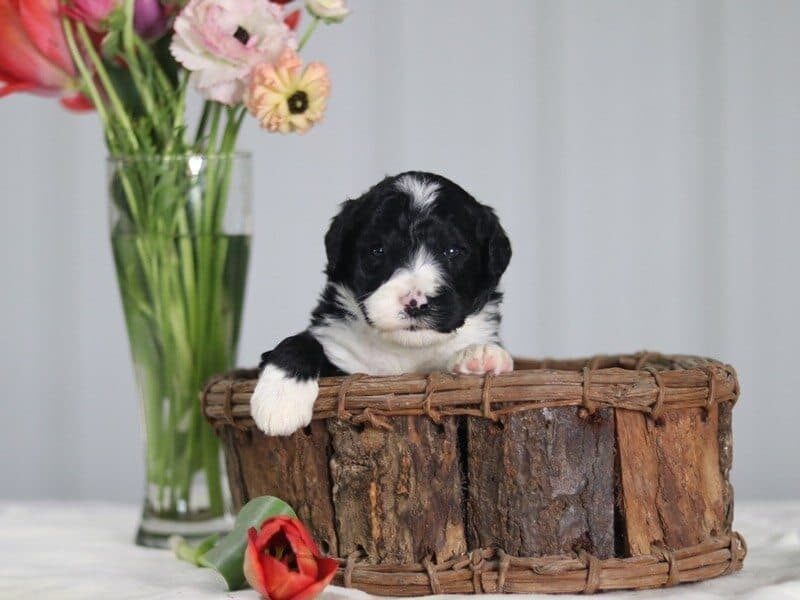 Berlin, a F1 Bernedoodle puppy in Kentucky.