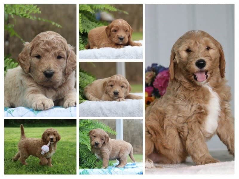 The Sergeant-Makita F1 Goldendoodle litter — F1 Goldendoodle puppies in Kentucky.