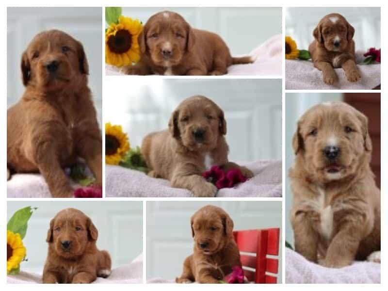 The Sergeant-Katie F1 Goldendoodle litter — F1 Goldendoodle puppies in Kentucky.