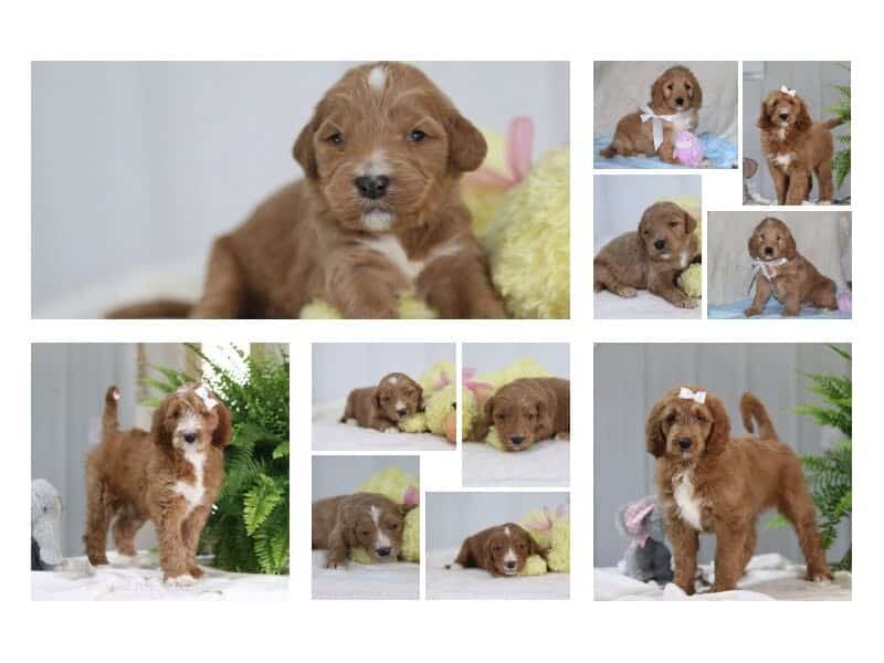The Sergeant-Katie F1 Goldendoodle litter — F1 Goldendoodle puppies in Kentucky.