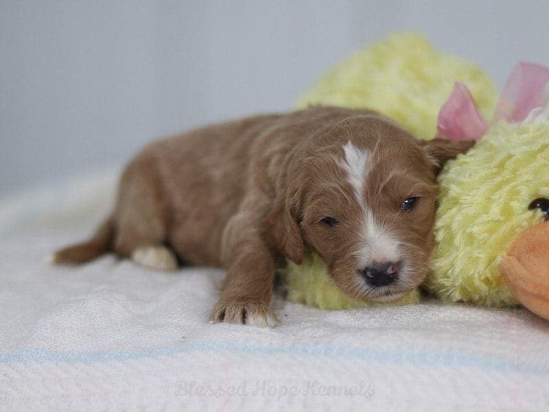 Kadan, a F1 Goldendoodle puppy in Kentucky.