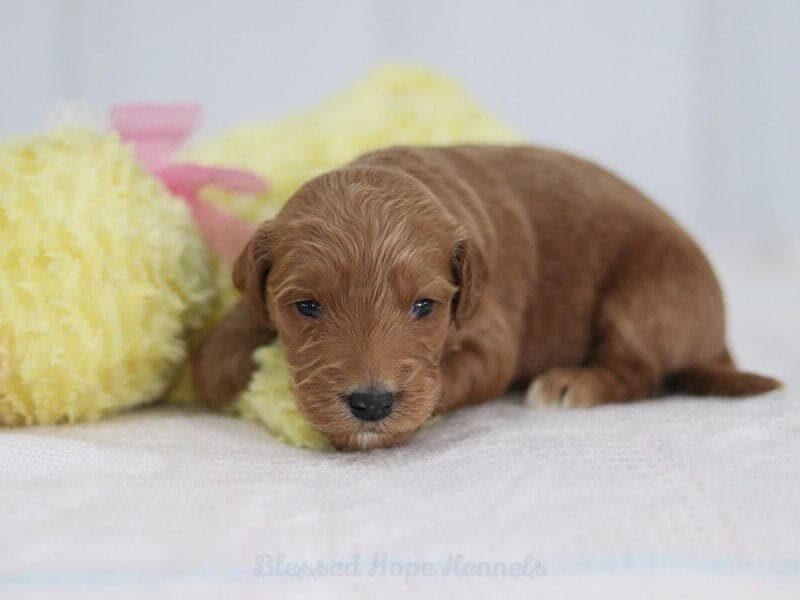 Kalie, a F1 Goldendoodle puppy in Kentucky.