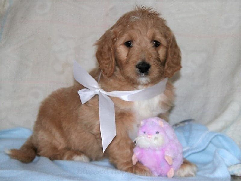Kandie, a F1 Goldendoodle puppy in Kentucky.