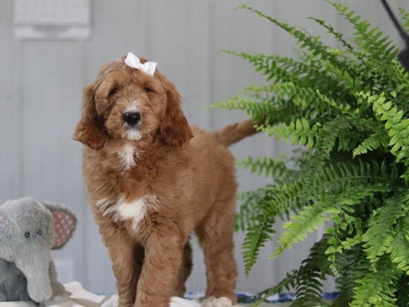 Karina, a F1 Goldendoodle puppy in Kentucky.