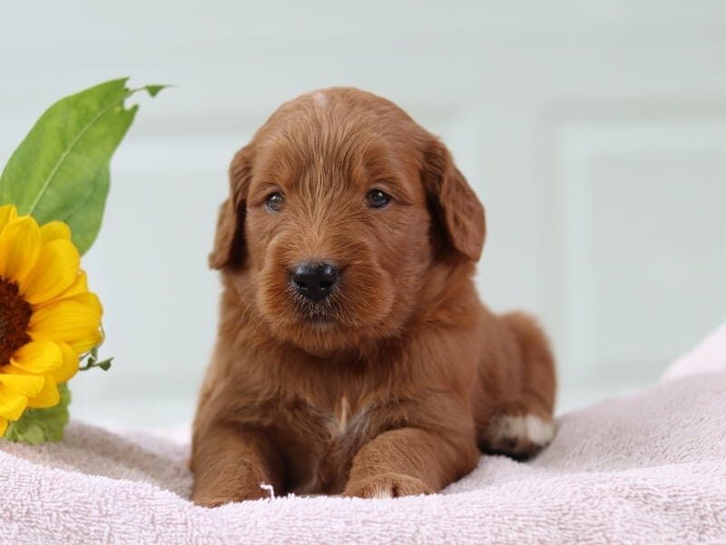 Karlos, a F1 Goldendoodle puppy at Blessed Hope Kennels in Kentucky.
