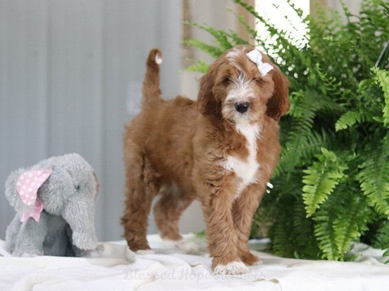 Kassandra, a F1 Goldendoodle puppy in Kentucky.