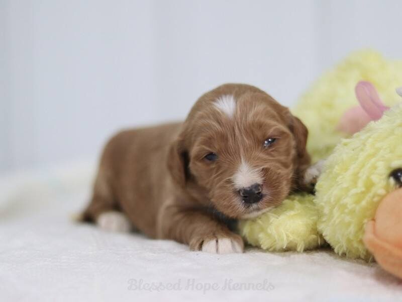 Kendra, a F1 Goldendoodle puppy at Blessed Hope Kennels in Kentucky.