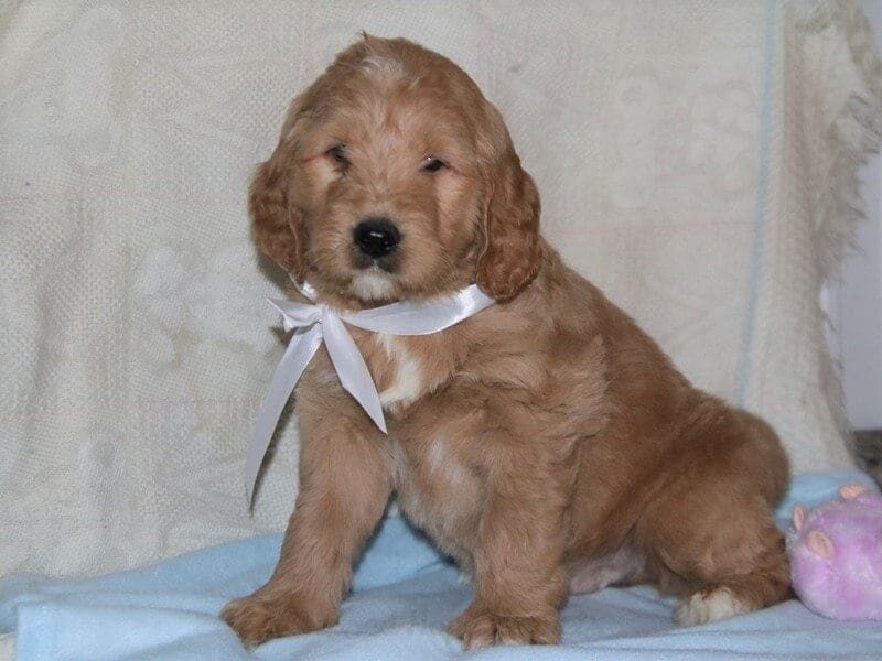 Kimbo, a F1 Goldendoodle puppy in Kentucky.