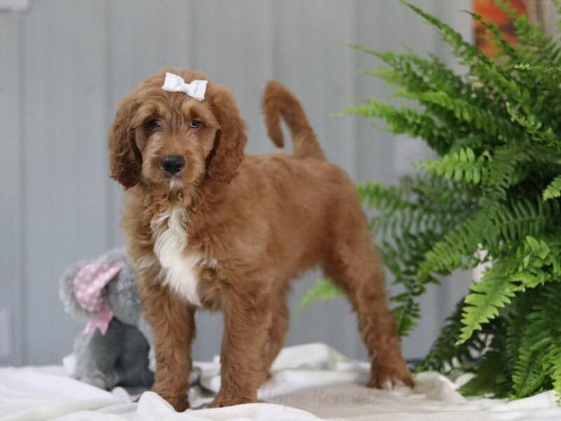 Kingsten, a F1 Goldendoodle puppy in Kentucky.