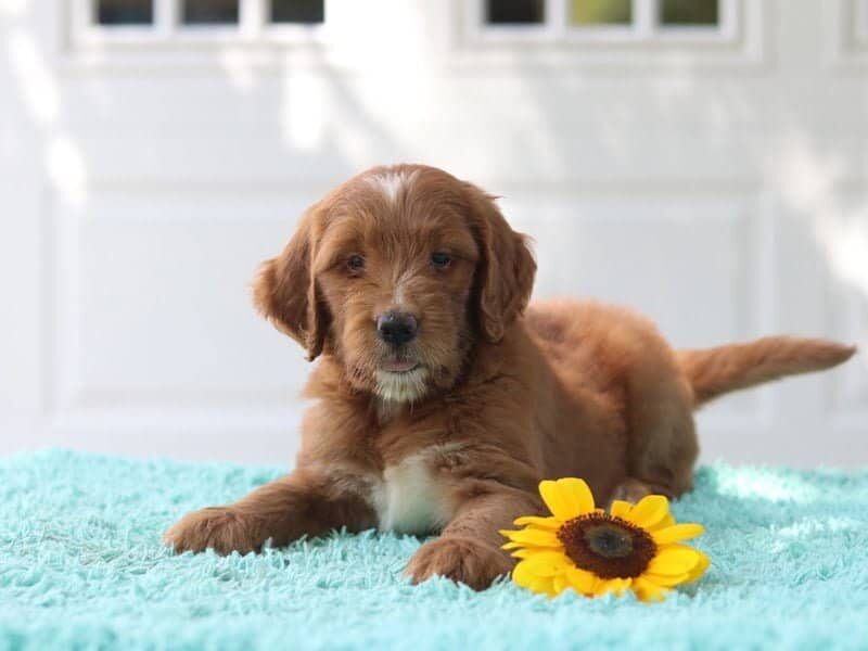 Kizby, a F1 Goldendoodle puppy at Blessed Hope Kennels in Kentucky.