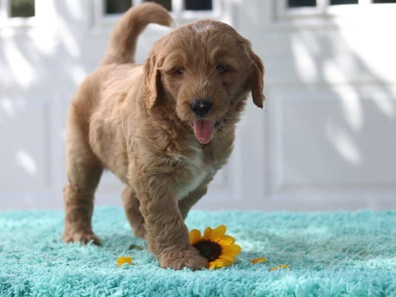Knight, a F1 Goldendoodle puppy at Blessed Hope Kennels in Kentucky.