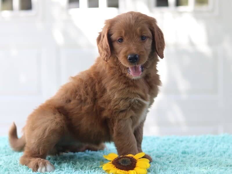 Kola, a F1 Goldendoodle puppy in Kentucky.