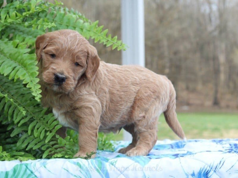 Malcom, a F1 Goldendoodle puppy in Kentucky.