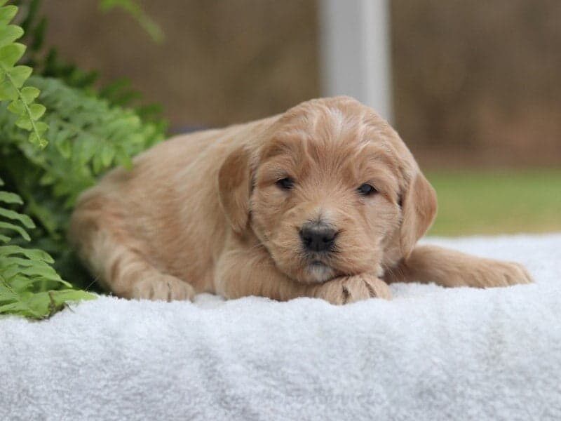 Maple, a F1 Goldendoodle puppy at Blessed Hope Kennels in Kentucky.