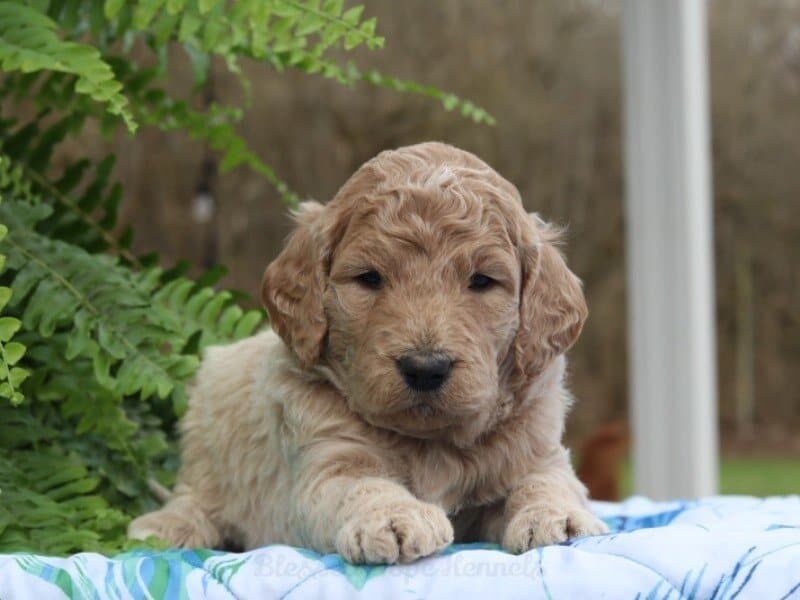Martinez, a F1 Goldendoodle puppy in Kentucky.