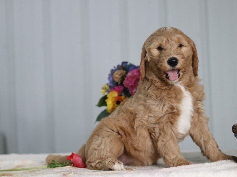 Meadow, a F1 Goldendoodle puppy at Blessed Hope Kennels in Kentucky.