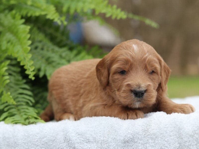 Mira, a F1 Goldendoodle puppy in Kentucky.
