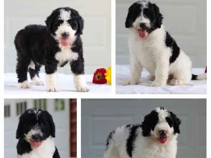 The Captain-Brianna F1b Bernedoodle litter — F1b Bernedoodle puppies in Kentucky.