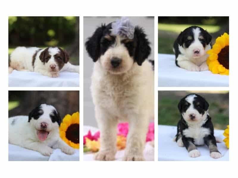 The Captain-Pepperoni F1b Bernedoodle litter — F1b Bernedoodle puppies in Kentucky.