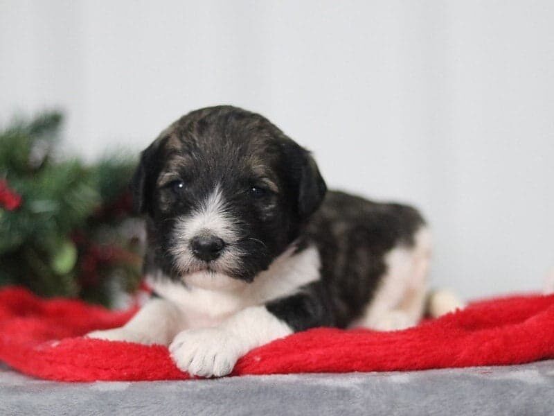 Bambie, a F1b Bernedoodle puppy at Blessed Hope Kennels in Kentucky.
