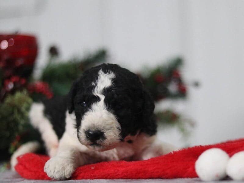 Bandon, a F1b Bernedoodle puppy at Blessed Hope Kennels in Kentucky.