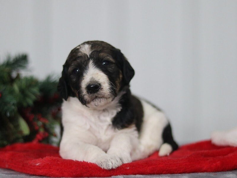 Barbie, a F1b Bernedoodle puppy in Kentucky.