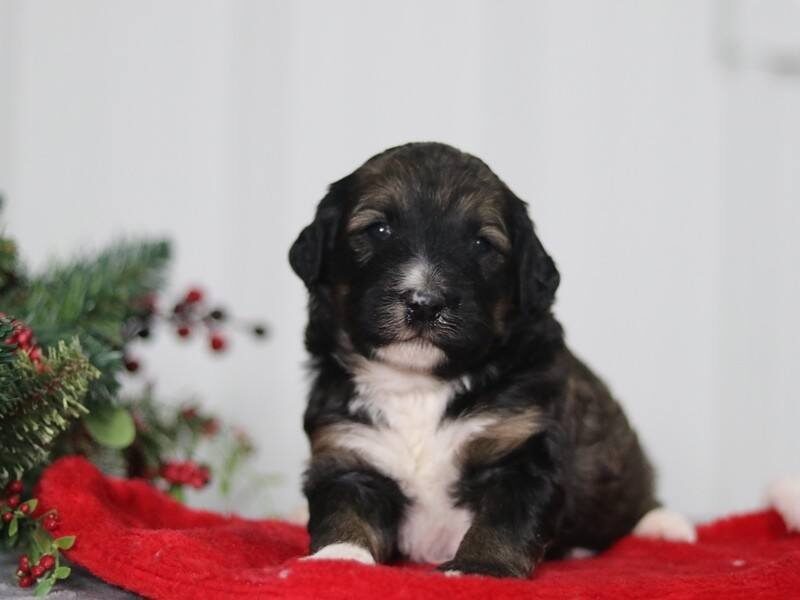 Bessy, a F1b Bernedoodle puppy at Blessed Hope Kennels in Kentucky.