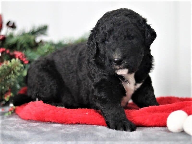 Blaire, a F1b Bernedoodle puppy in Kentucky.