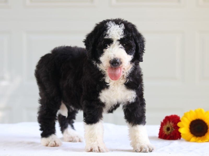 Bronwyn, a F1b Bernedoodle puppy at Blessed Hope Kennels in Kentucky.