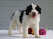 Image for Buck