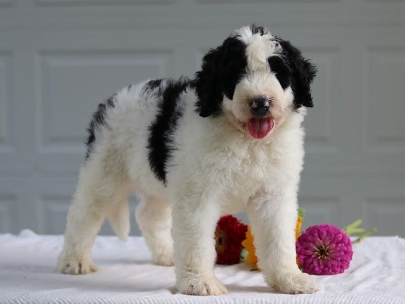 Buck, a F1b Bernedoodle puppy at Blessed Hope Kennels in Kentucky.