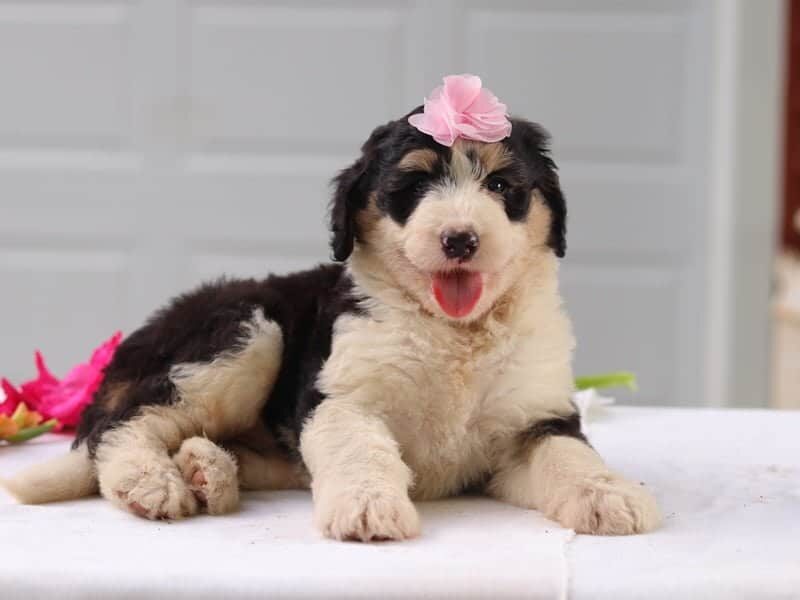 Pauli, a F1b Bernedoodle puppy in Kentucky.