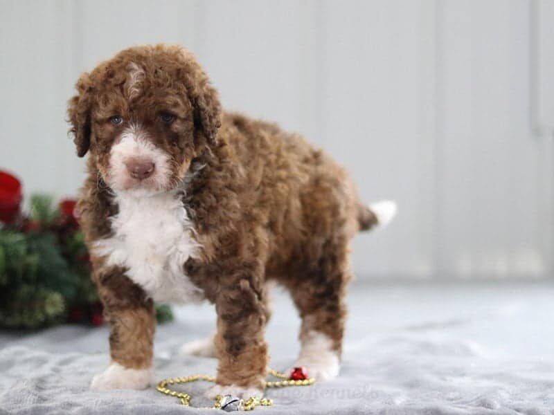 Peter Pan, a F1b Bernedoodle puppy at Blessed Hope Kennels in Kentucky.