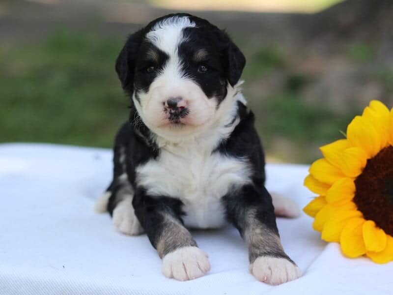 Pippa, a F1b Bernedoodle puppy in Kentucky.