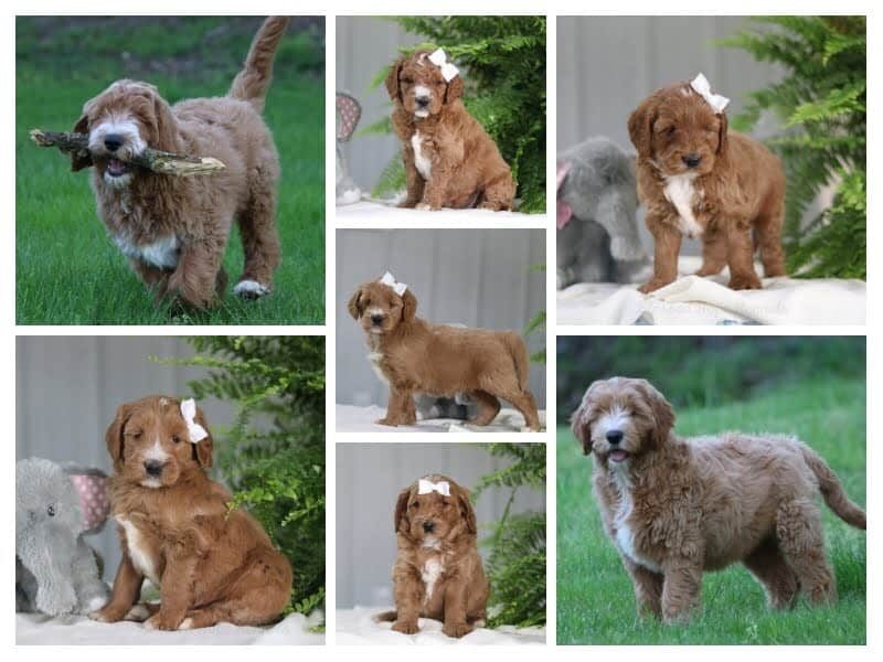 The Lance-Melinda F1b Goldendoodle litter — F1b Goldendoodle puppies in Kentucky.