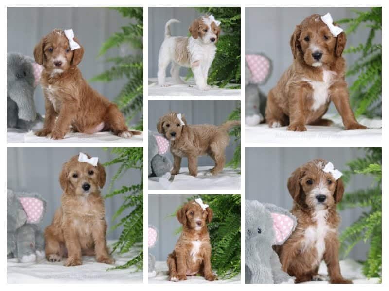 The Sergeant-Jassie F1b Goldendoodle litter — F1b Goldendoodle puppies in Kentucky.